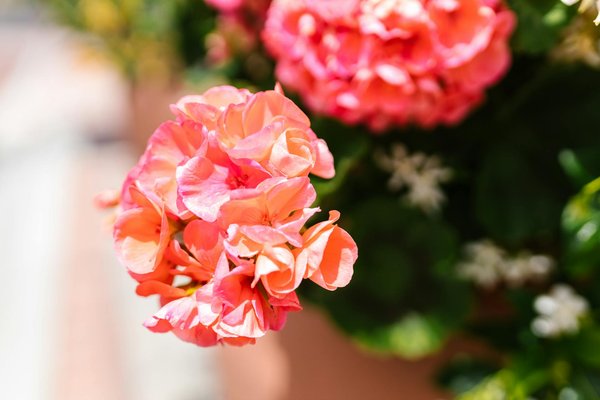 Top 10 outils de jardinage indispensables : avis d'experts