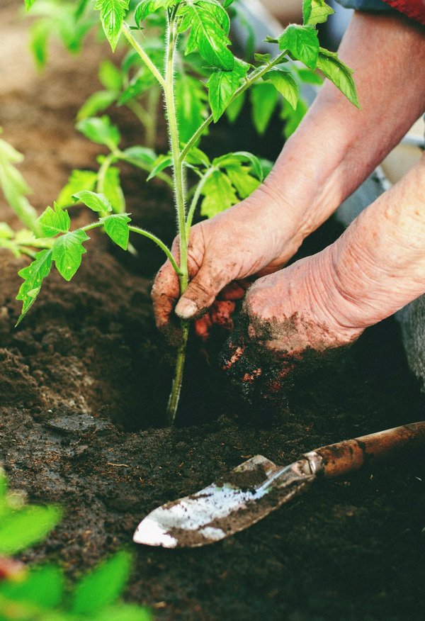 Les meilleurs outils de jardinage : conseils et avis d'experts